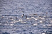 Privates Boot Schnorcheln Ausflug Hurghada