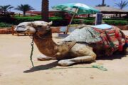 Kamelritt in Sharm El Naga