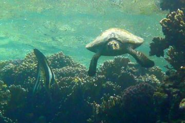 Sharm El Naga Ausflug und Schnorcheln Hurghada