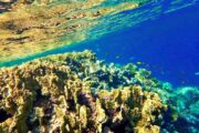 Unterwasserwelt in Sharm El Naga schnorcheln