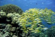 Schnorcheln in Sharm El Naga