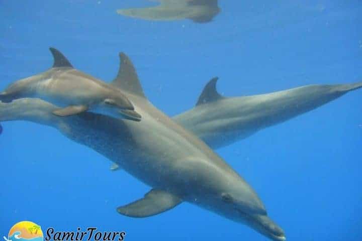 Delfin Tour bei Samir Tours
